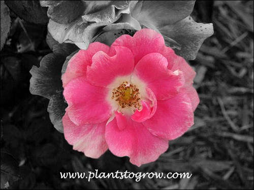 Funny Face shrub Rose